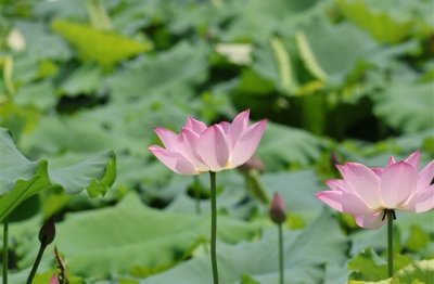 ​繁体字QQ情侣网名(优选72个)