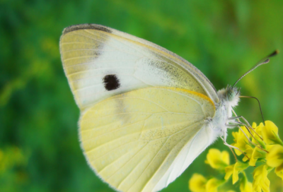 ​情侣名字情侣专用英文名(精选87个)