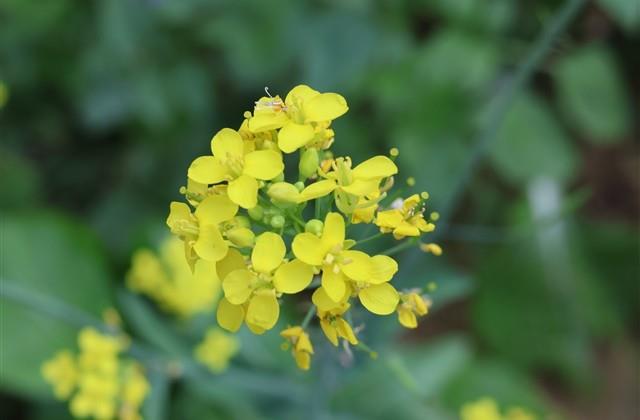 罕见好听的古风情侣游戏名字(共81个) 罕见好听的古风情侣游戏名字(共81个)