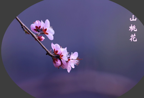 1686269114107411.png image.png