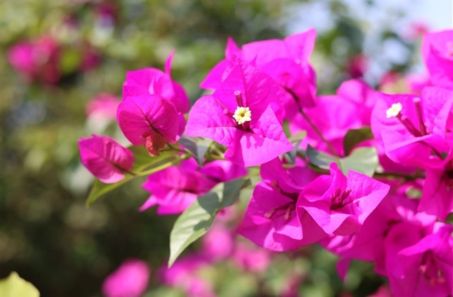 可爱超萌的情侣网名 可爱超萌的情侣网名