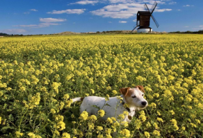 ​关于迎接三月的优美句子 三月你好简单心情说说2024