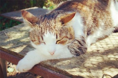 ​唯美句子优雅清新温暖的句子文案（优美文艺的21条暖心句子，句句清新脱俗，哪