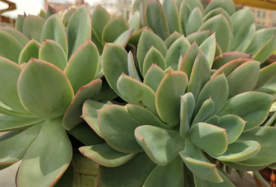 ​关于冬天的说说心情短语_进入冬天的说说图片