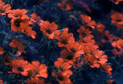 1695491668920116.png image.png